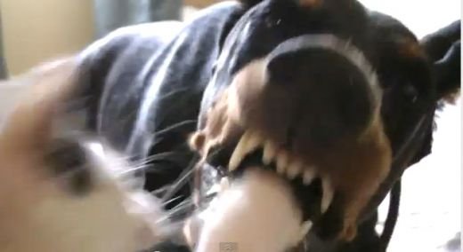O pisicuta se ia la bataie cu un caine UCIGAS de 20 de ori cat ea! N-o sa-ti vina sa crezi cine castiga :) VIDEO SUPERB