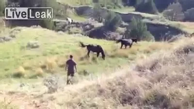 Curajul te baga in spital: A vrut sa prinda un cal salbatic dar si-a pierdut 10 dinti: VIDEO SENZATIONAL