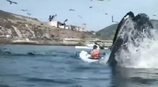 VIDEO Se plimba linistita cu caiacul, cand a fost atacata de un MONSTRU: Dumnezeule, ce e ala?! Atacul venit de nicaieri:
