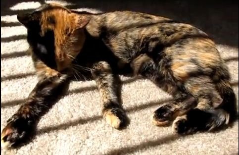 APARITIE FABULOASA! ASA arata animalul EXTRATERESTRU cu doua fete! Provocarea MILENIULUI: cum explici asa ceva? VIDEO HALUCINANT
