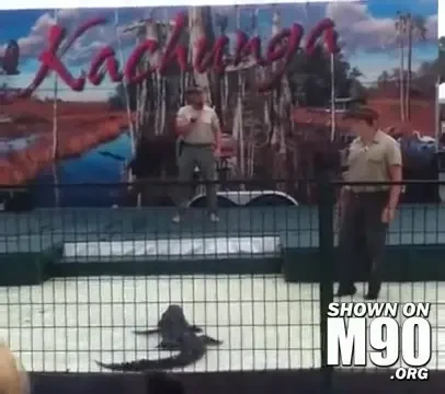 Aligatorii nu sunt toti prietenosi! Un dresor a vrut sa se imprieteneasca cu forta: Nici acum nu s-a oprit din plans! VIDEO