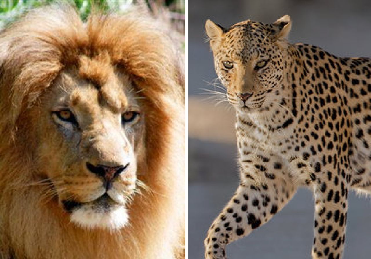 Au imperecheat un LEU cu o femela LEOPARD! Uite creatura FABULOASA care a iesit! FOTO GENIAL_1