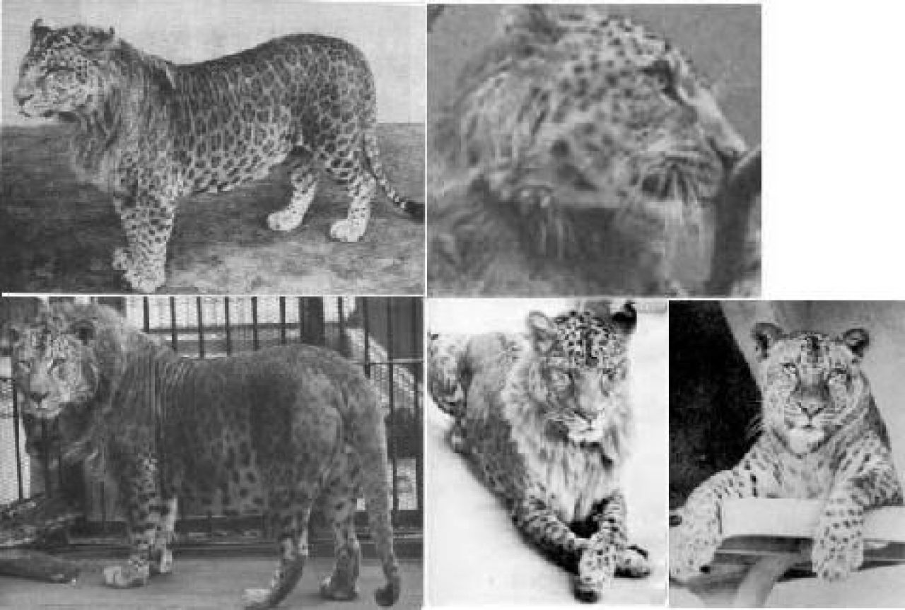 Au imperecheat un LEU cu o femela LEOPARD! Uite creatura FABULOASA care a iesit! FOTO GENIAL_2