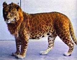 Au imperecheat un LEU cu o femela LEOPARD! Uite creatura FABULOASA care a iesit! FOTO GENIAL_3