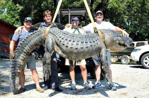 IMAGINI CRIMINALE! Un texan a prins un crocodil de 320 kg in 5 minute, cu mainile goale: Era sa ma traga in apa VIDEO