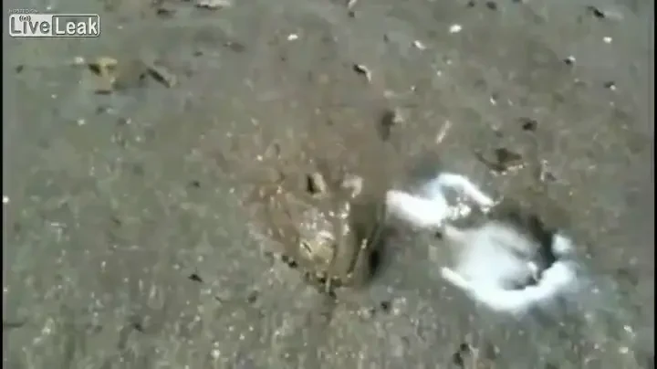 Creatura DUBIOASA descoperita din intamplare de o femeie: "Are un aspect EROTIC" VIDEO INCREDIBIL