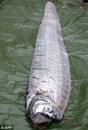 Aparitie SOCANTA pe plaja! Localnicii sunt ingroziti! Un MONSTRU care traieste la 1000 de metri sub apa a iesit pe uscat! FOTO:_3