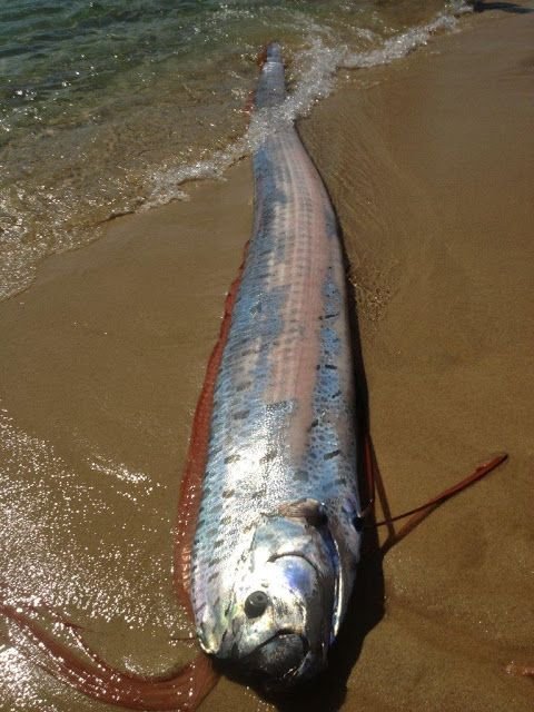 Aparitie SOCANTA pe plaja! Localnicii sunt ingroziti! Un MONSTRU care traieste la 1000 de metri sub apa a iesit pe uscat! FOTO:_4