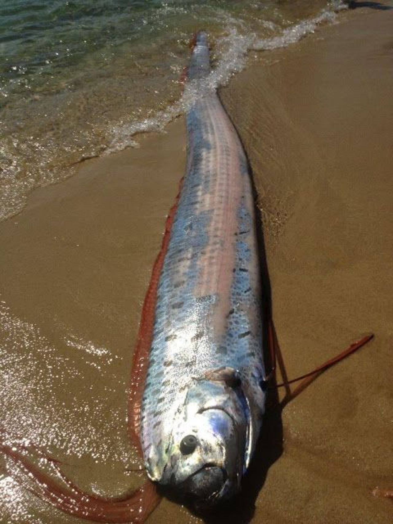 Aparitie SOCANTA pe plaja! Localnicii sunt ingroziti! Un MONSTRU care traieste la 1000 de metri sub apa a iesit pe uscat! FOTO:_4