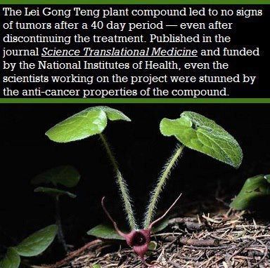 Leacul MIRACULOS care te scapa de CANCER in 40 de zile: