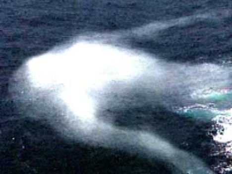 Japonezii sunt INGROZITI! I-au descoperit pe OAMENII MARILOR! Traiesc pe sub apa si ies doar noaptea la suprafata! Vezi cum arata:_6