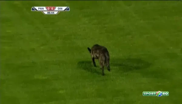 FAZA EPICA la Pandurii - Dinamo! Un caine a intrat pe teren si si-a facut nevoile intre jucatorii lui Dinamo! VIDEO