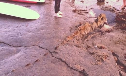 Nu pot sa cred, am&nbsp;gasit un DINOZAUR! Surferii din California sunt SOCATI! Descoperirea veche de 5 MILIOANE de ani facuta pe o plaja: