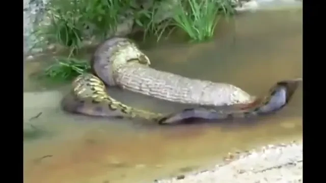 Imagini SOCANTE! Clipul care DEZGUSTAT internetul! Ce a facut un sarpe dupa ce a inghitit o vaca intreaga de vie!