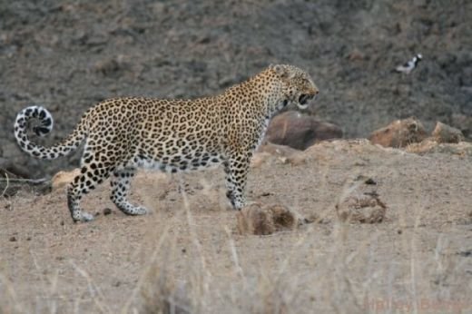Momentul emotionant din salbaticie! "Lupta pentru viata incepe aici, e la fel ca in realitate!" Batalie sangeroasa intre un leopard si patru lei! VIDEO