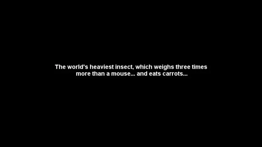 Un pasionat de natura a descoperit o INSECTA GIGANT! E de TREI ori mai mare decat un soarece si mananca TOT ce prinde! VIDEO