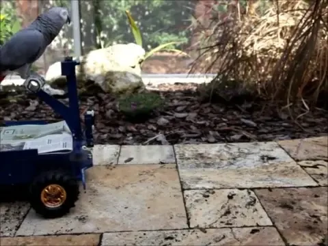 VIDEO Toti PAPAGALII au permis! Pepper nu mai zboara, se plimba cu masina! Cadoul perfect de Craciun! :)