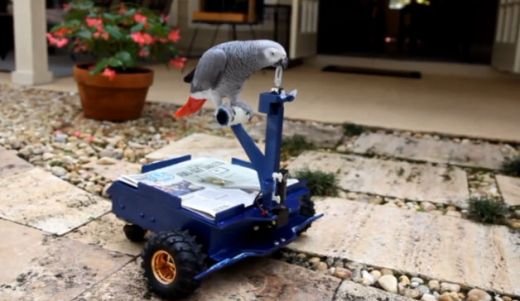 VIDEO Toti PAPAGALII au permis! Pepper nu mai zboara, se plimba cu masina! Cadoul perfect de Craciun! :)