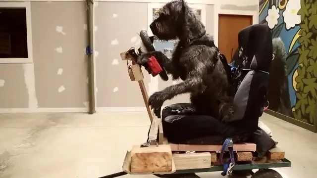 VIDEO PE BUNE! Asta e primul caine care a invatat sa conduca! Imagini UNICE!