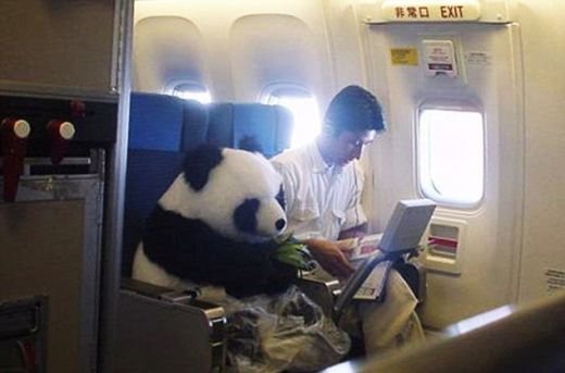 Imaginea care a socat MILIOANE de oameni! Ursul Panda care zboara la business class in avion! Explicatia pentru aceasta intamplare bizara!