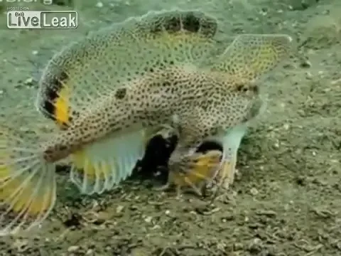 Creatura nemaivazuta: PESTELE care merge in maini! Exista un singur loc in lume unde il poti vedea si este pazit 24/7 VIDEO