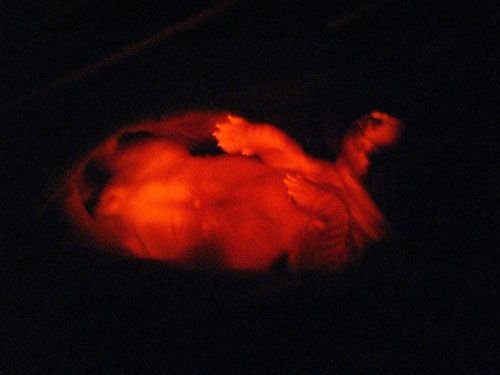 Primul caine FOSFORESCENT a fost facut in laborator! Cum arata cand stingi lumina: FOTO INCREDIBIL_2