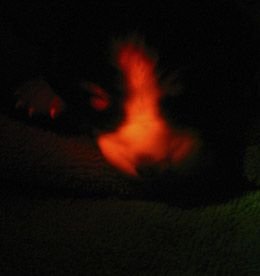 Primul caine FOSFORESCENT a fost facut in laborator! Cum arata cand stingi lumina: FOTO INCREDIBIL_3