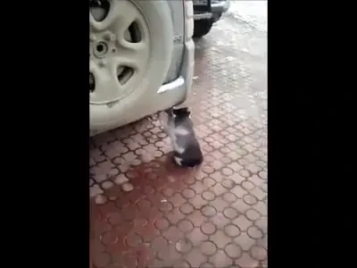 VIDEO Cea mai DEMENTA pisica din lume! Adora fumul de la teava de esapament! Mori de ras cand vezi asa ceva