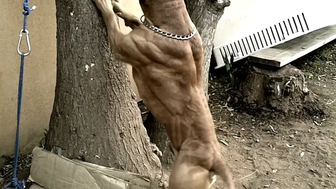 Si-a injectat cainele cu STEROIZI si l-a indopat de mancare! Acum are muschii unui culturist! VIDEO