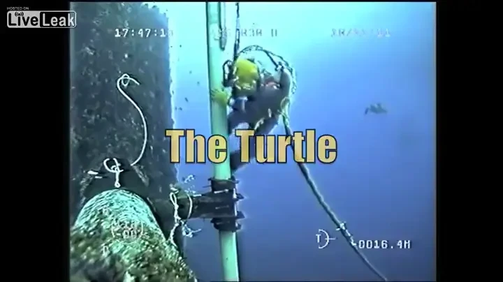 Momentul INCREDIBIL in care o broasca testoasa face cunostinta cu un scafandru! Reactia neasteptata a reptilei: