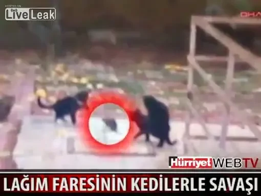 5 PISICI nu l-au putut prinde pe acest sobolan: Pur si simplu si-a batut joc de ele! Vezi cum a scapat: