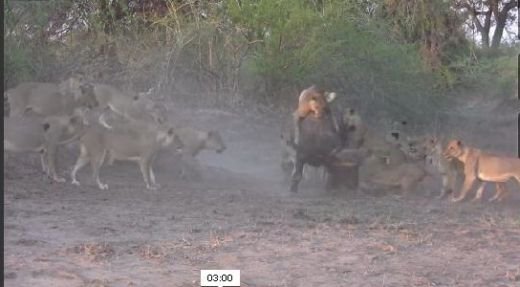 VIDEO Momentul in care 20 de lei ataca un bivol! Imagini INCREDIBILE filmate in premiera!