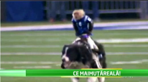 NEBUNIE la un meci de fotbal american! 3 maimute au facut SHOW TOTAL pe gazon. VIDEO