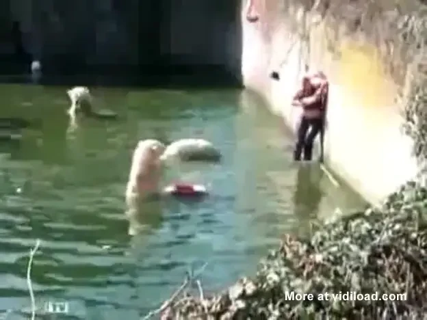 Imagini DRAMATICE la zoo: O femeie s-a trezit in aceeasi apa cu TREI ursi polari! Vezi ce i-au facut: VIDEO