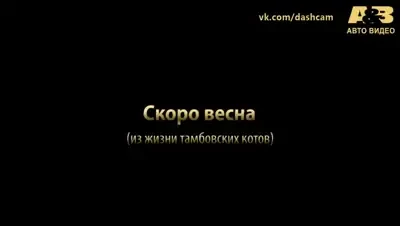 VIDEO Ce faceau pisicile astea in mijlocul drumului! Nici masinile nu au reusit sa le opreasca! Trebuie sa clipul asta!
