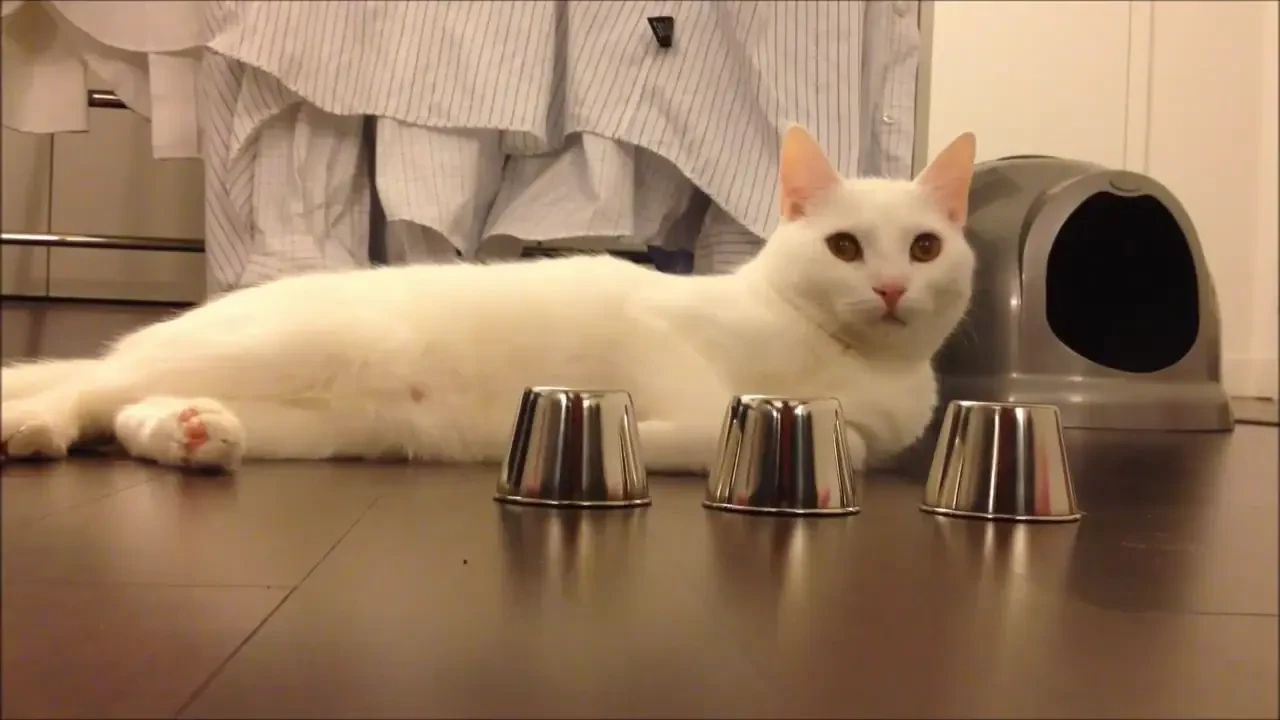 Pisicuta geniala! E campioana la jocul la care ai pierdut cel putin o data in viata! Faza care te face sa te freci la ochi: VIDEO SENZATIONAL