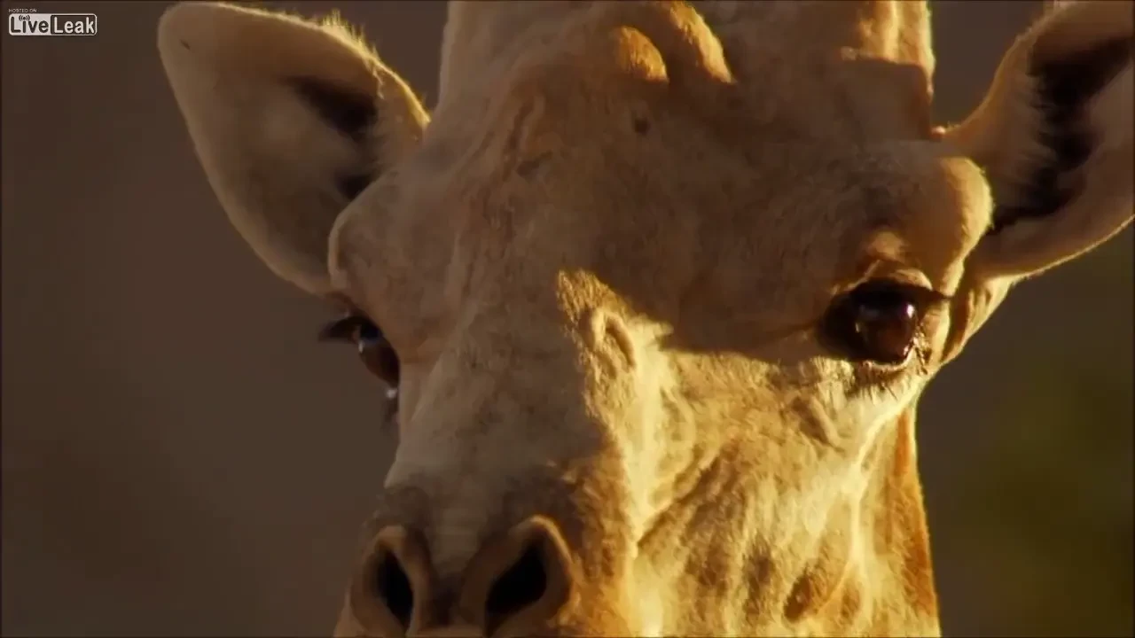 Imagini filmate in PREMIERA! Doua girafe se bat pana la MOARTE! VIDEO: cum s-au dat cap in cap!