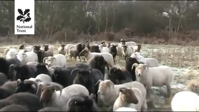 Caprioara BUIMACA! Clipul care a induiosat o lume intreaga in aceasta dimineata! Povestea unica in lume: VIDEO