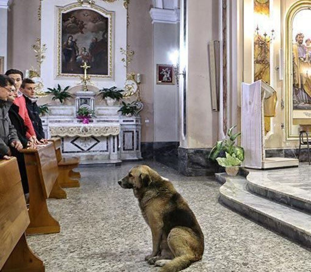 Durerea cainelui care suspina in tacere: Preotii nu au curaj sa-l dea afara din biserica! De ce nu vrea sa plece:_1