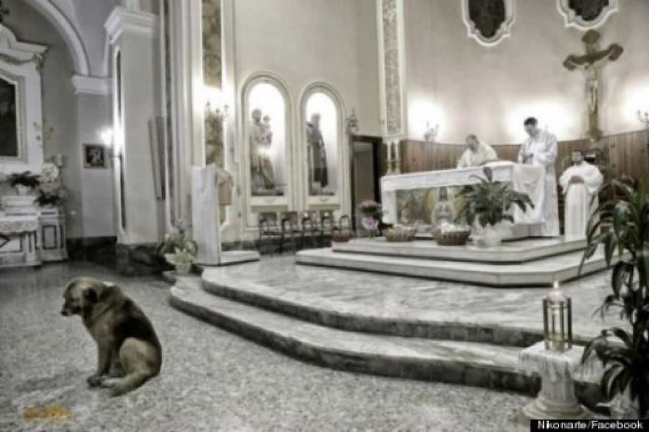 Durerea cainelui care suspina in tacere: Preotii nu au curaj sa-l dea afara din biserica! De ce nu vrea sa plece:_2