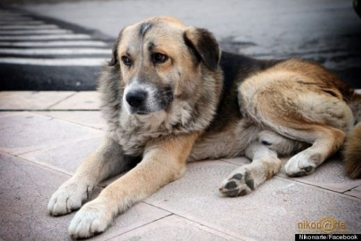 Durerea cainelui care suspina in tacere: Preotii nu au curaj sa-l dea afara din biserica! De ce nu vrea sa plece:_3