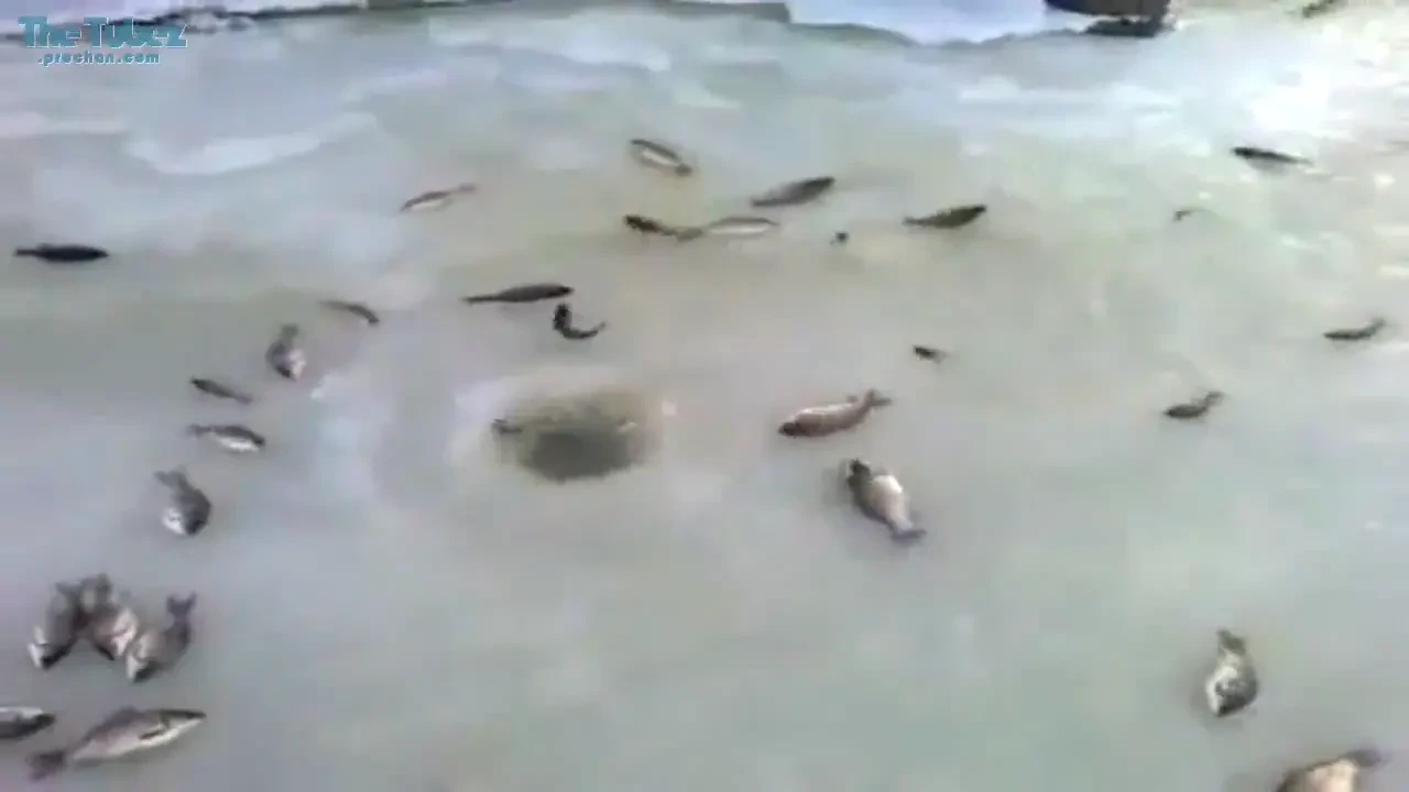 Cea mai SIMPLA metoda de pescuit: From Russia with love! VIDEO