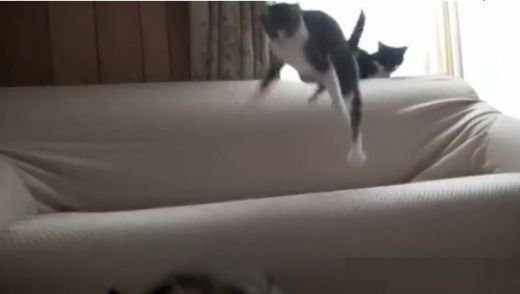 O sa iti concediezi cainele! Pisica TERORISTA care ataca atunci cand te astepti mai putin :)) VIDEO