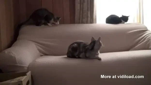 Pisica TERORISTA care ataca atunci cand te astepti mai putin! VIDEO