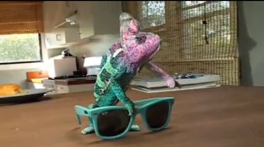 Cel mai nehotarat CAMELEON: Imprumuta cele mai tari culori si le schimba imediat! VIDEO&nbsp;