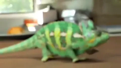 Cel mai nehotarat CAMELEON: Imprumuta cele mai tari culori si le schimba imediat! VIDEO&nbsp;