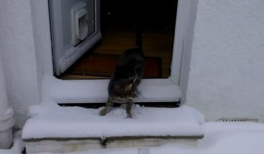 Cea mai simpatica pisica din LUME! Ce face cand stapanul o da afara din casa la -20 de grade! VIDEO