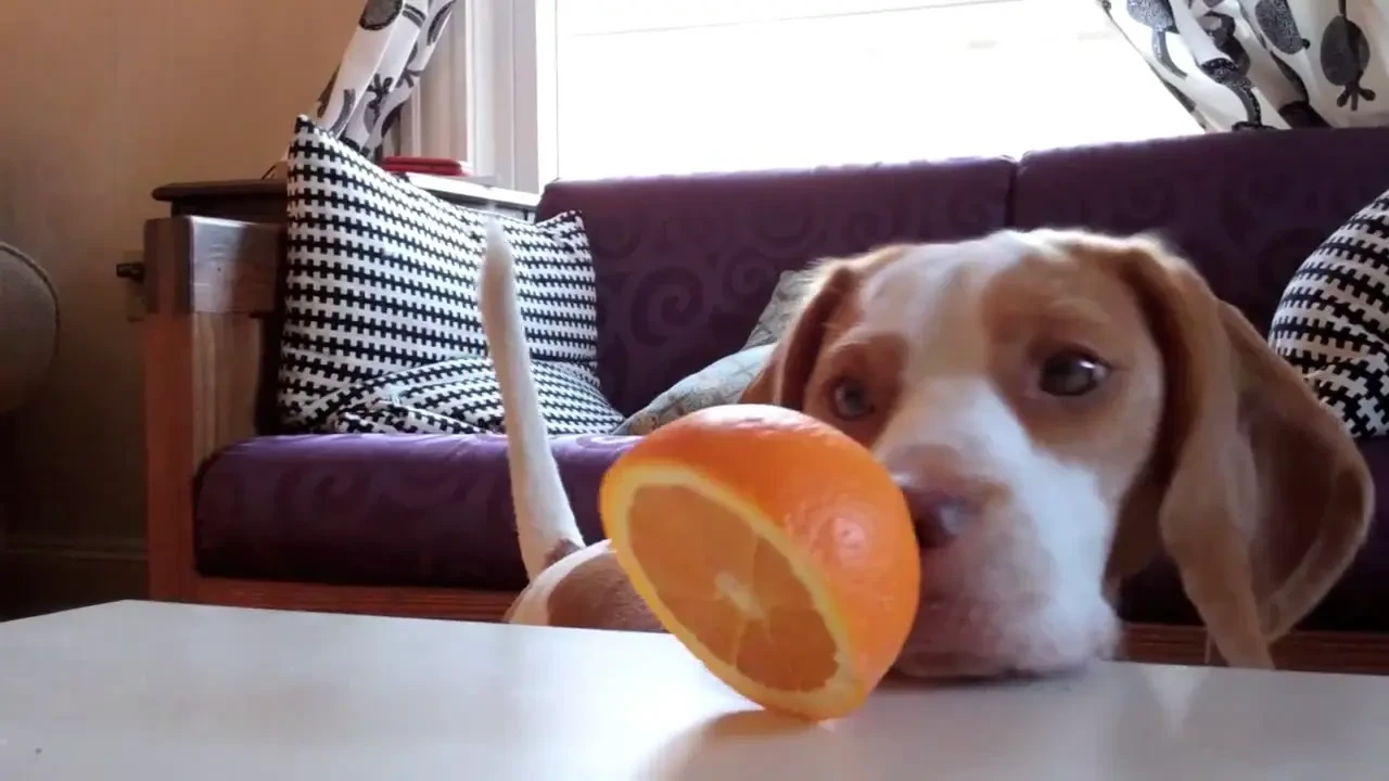 Cel mai dragut catel din lume! I-ar trebui un Oscar pentru rol! :) Ce face cu o portocala VIDEO