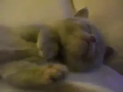 Asta e cea mai simpatica pisica din lume! Uite cum se trezeste dupa ce a lenevit toata ziua