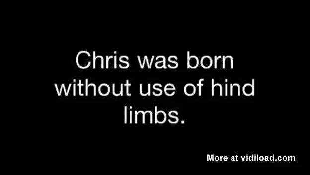 Clipul care iti rupe inima: Cel mai iubitor purcelus are o poveste trista: Nu poate merge! VIDEO